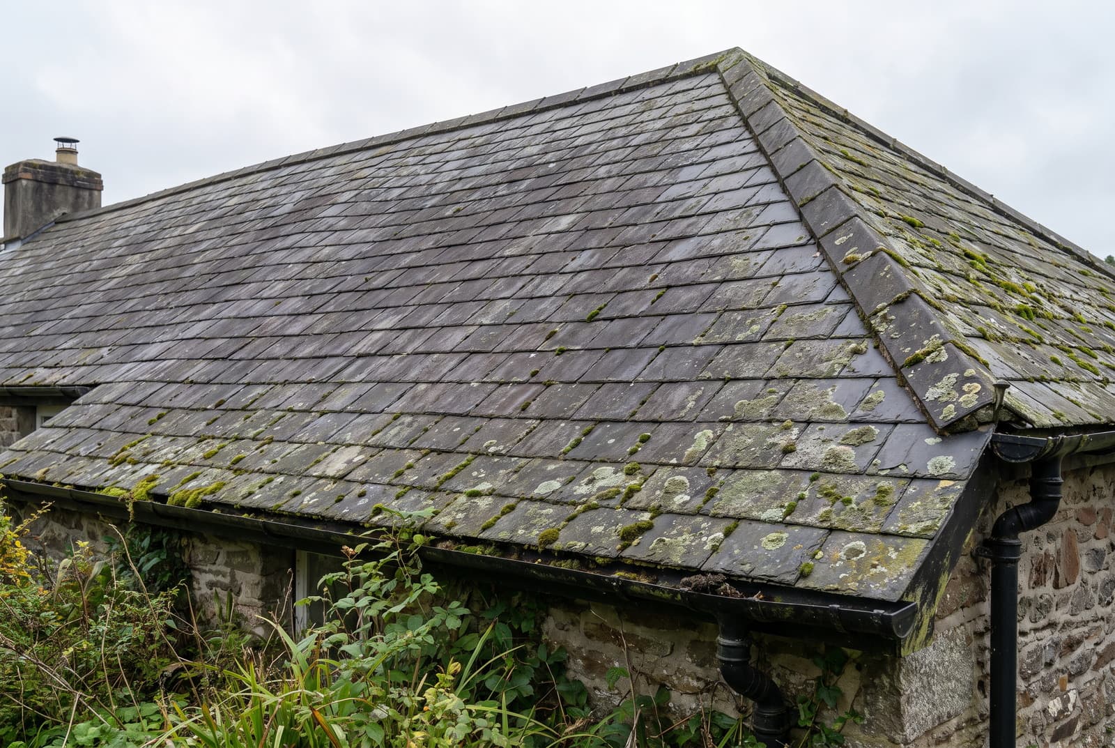 Devon slate roof before cleaning, green moss and lichen across the lower courses and gutter line